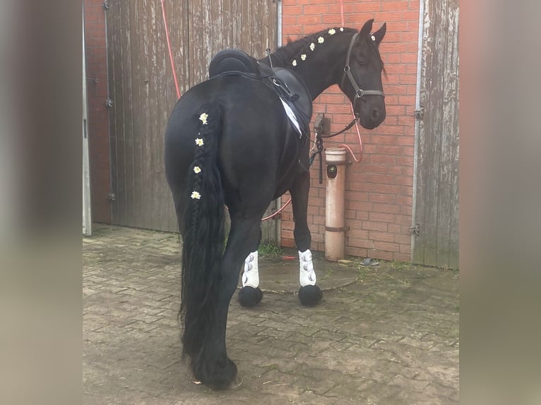 Frison Hongre 10 Ans 166 cm Noir in Vierh&#xF6;fen