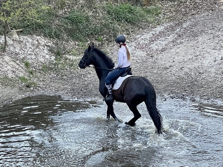 Frison Hongre 10 Ans 166 cm Noir in Vierh&#xF6;fen