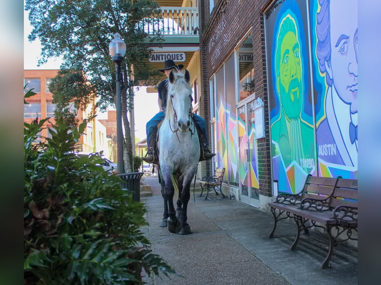 Frison Croisé Hongre 10 Ans 168 cm Gris in Rusk