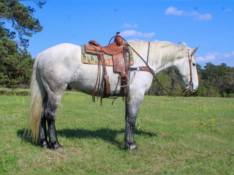 Frison Croisé Hongre 10 Ans 168 cm Gris in Rusk