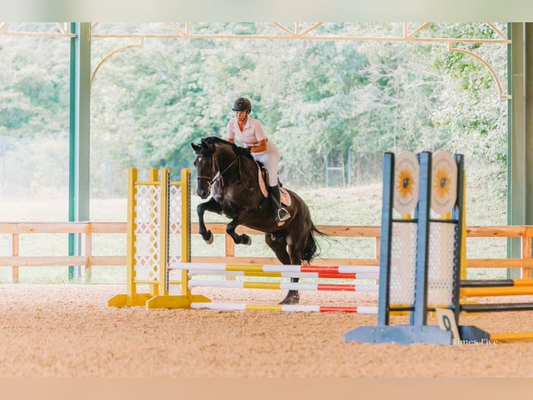 Frison Croisé Hongre 10 Ans 170 cm Noir in Fresno