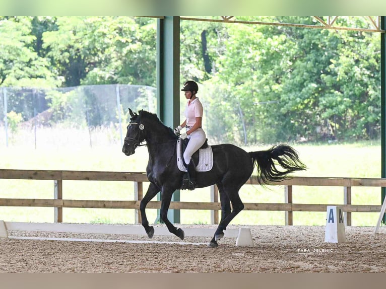 Frison Croisé Hongre 10 Ans 170 cm Noir in Fresno