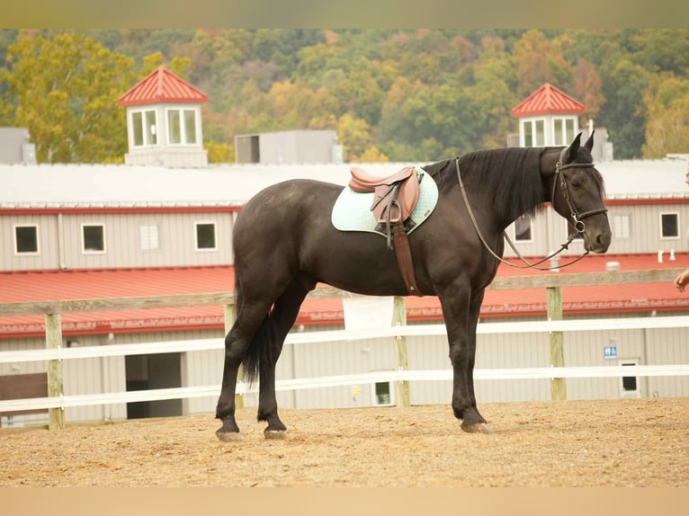 Frison Croisé Hongre 10 Ans 170 cm Noir in Fresno