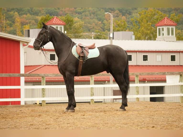 Frison Croisé Hongre 10 Ans 170 cm Noir in Fresno