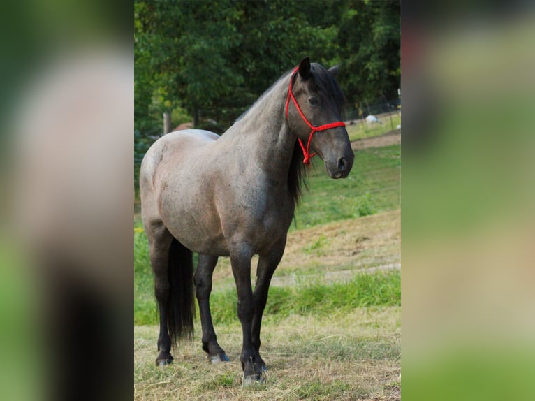 Frison Croisé Hongre 11 Ans 160 cm Rouan Bleu in Armbrust, PA