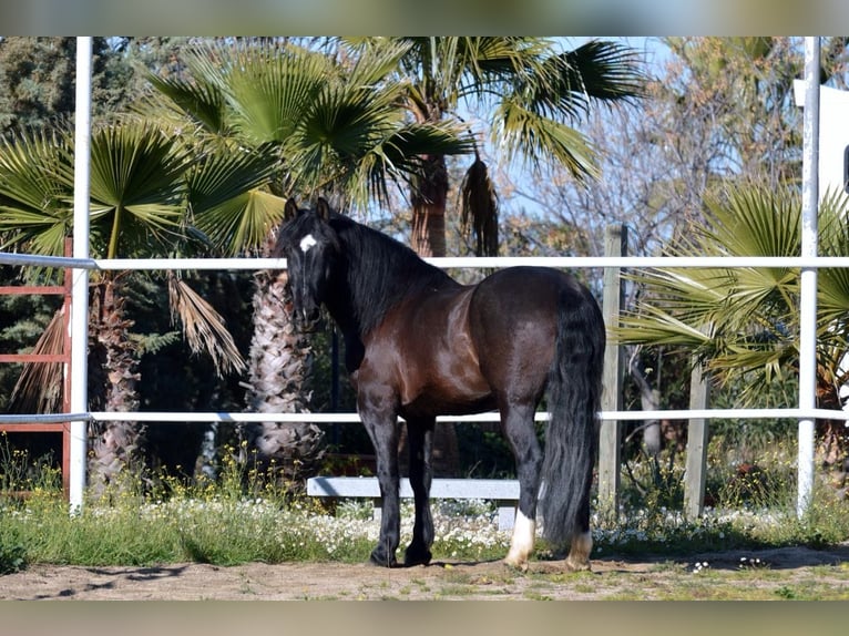 Frison Croisé Hongre 11 Ans 161 cm Noir in Castuera