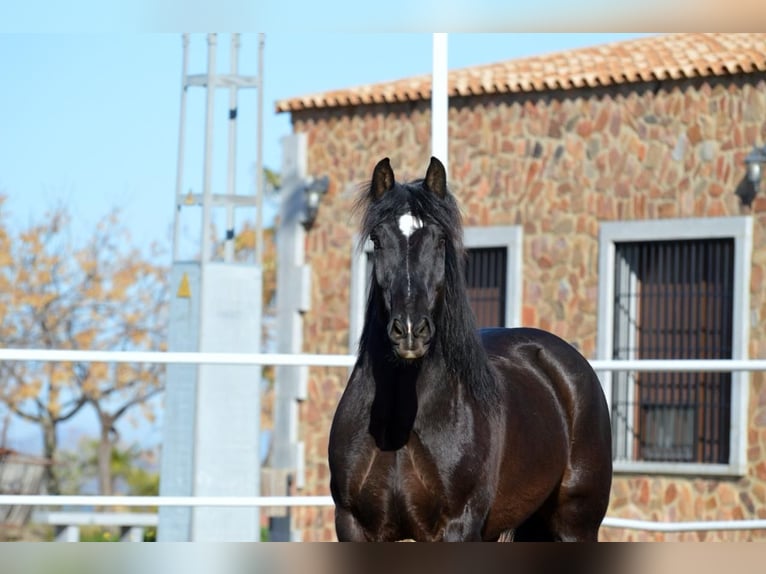 Frison Croisé Hongre 11 Ans 161 cm Noir in Castuera