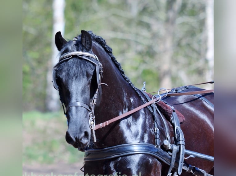 Frison Hongre 11 Ans 162 cm Noir in Dalen