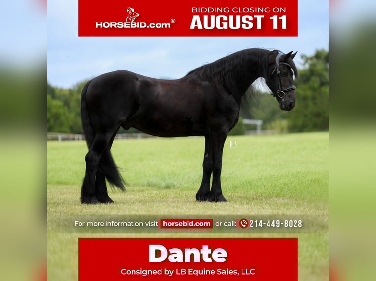 Frison Hongre 11 Ans 163 cm Noir in Terrell, TX