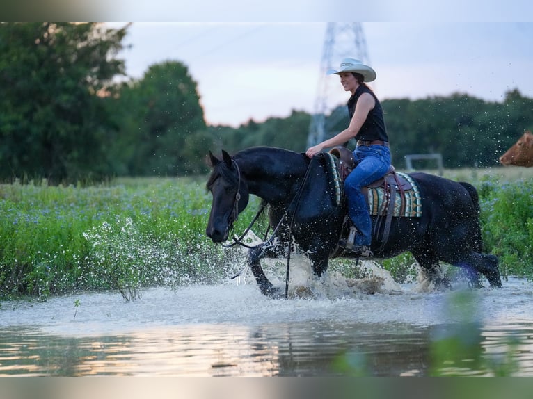 Frison Hongre 11 Ans 163 cm Noir in Terrell, TX