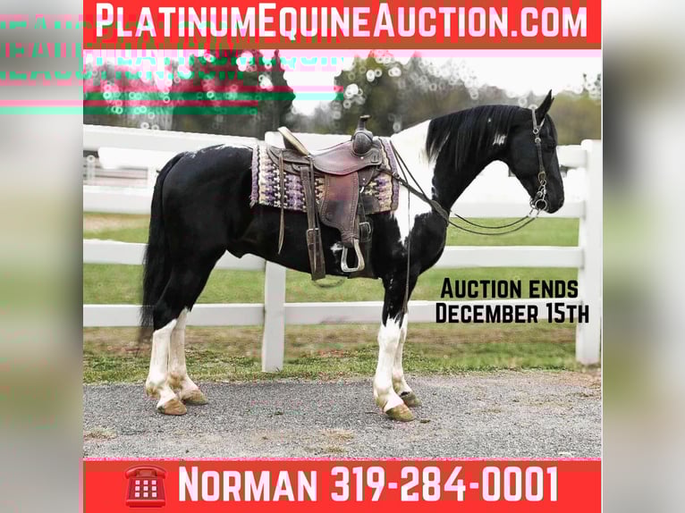 Frison Hongre 11 Ans 163 cm Tobiano-toutes couleurs in Sturgis MI