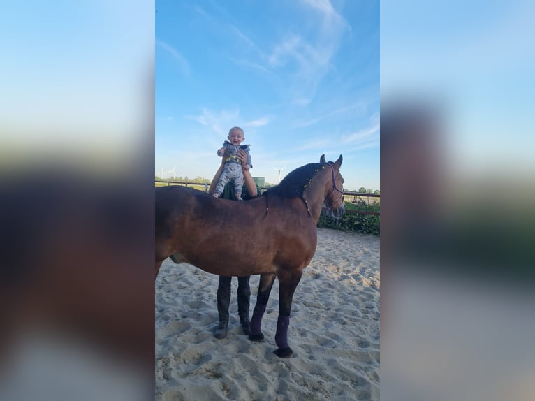 Frison Croisé Hongre 11 Ans 165 cm Bai in Papenburg