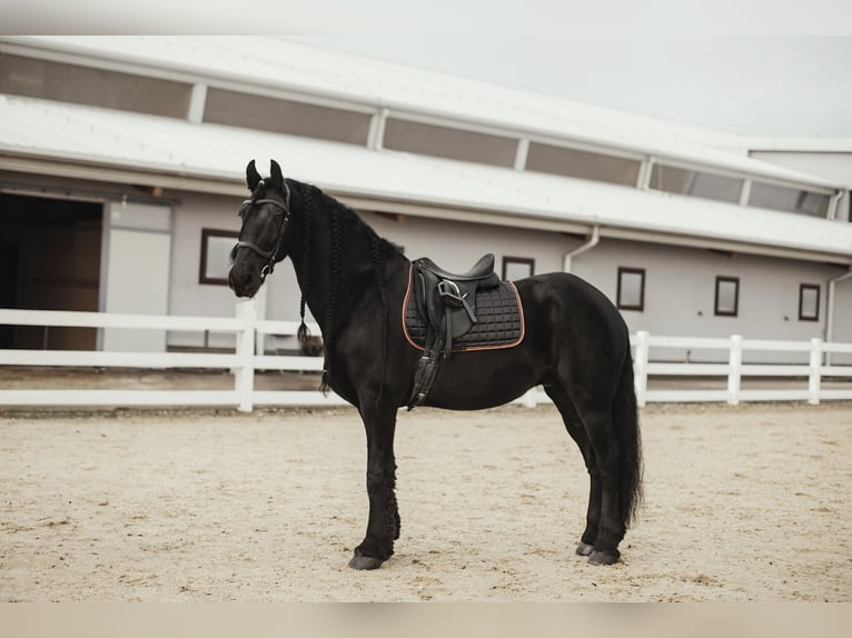 Frison Hongre 11 Ans 165 cm Noir in Stroheim