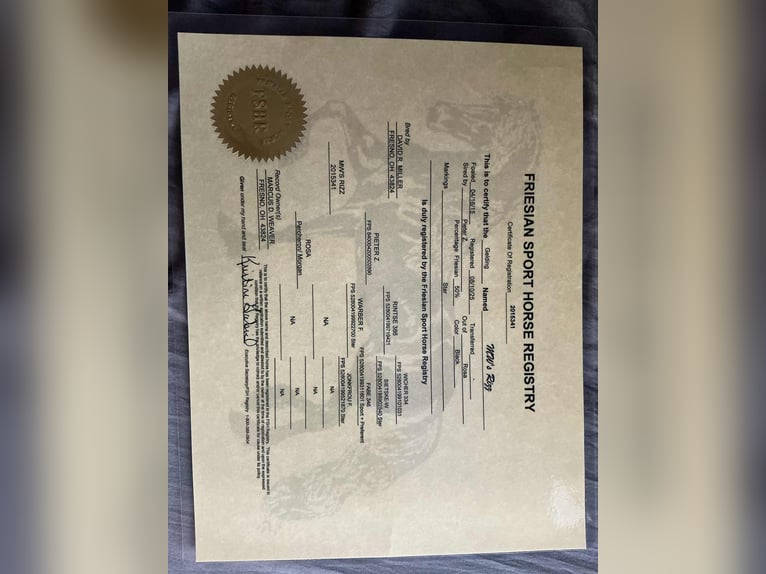 Frison Hongre 11 Ans 170 cm Noir in fresno OH