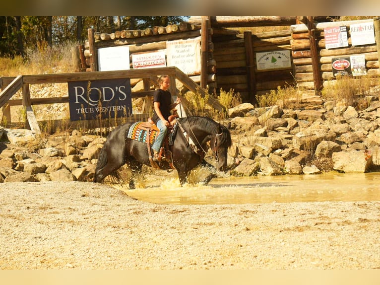 Frison Croisé Hongre 11 Ans 170 cm Noir in Fresno