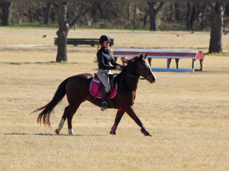 Frison Croisé Hongre 12 Ans 147 cm Bai cerise in Stephenville