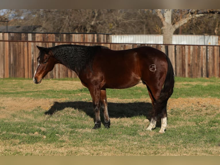 Frison Croisé Hongre 12 Ans 147 cm Bai cerise in Stephenville