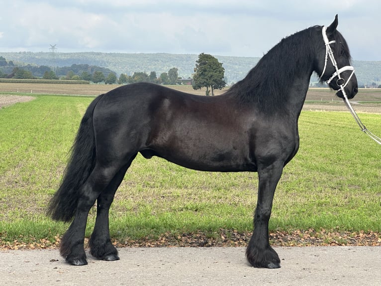Frison Hongre 12 Ans 160 cm Noir in Riedlingen
