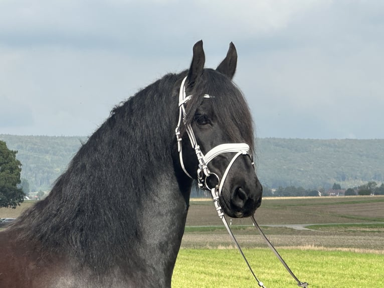 Frison Hongre 12 Ans 160 cm Noir in Riedlingen