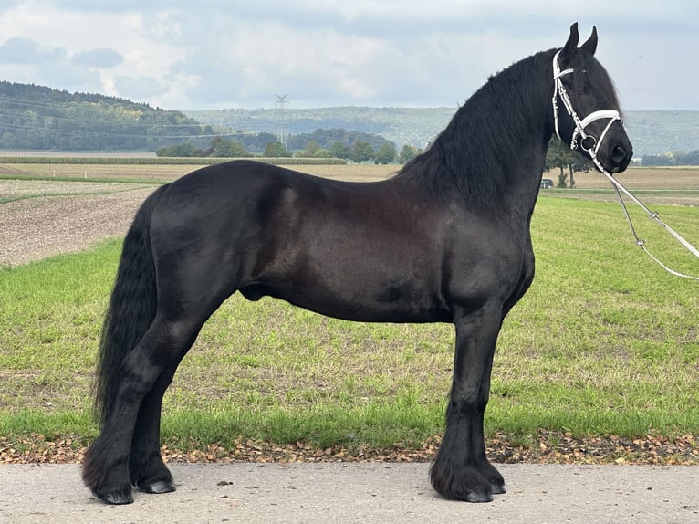 Frison Hongre 12 Ans 160 cm Noir in Riedlingen