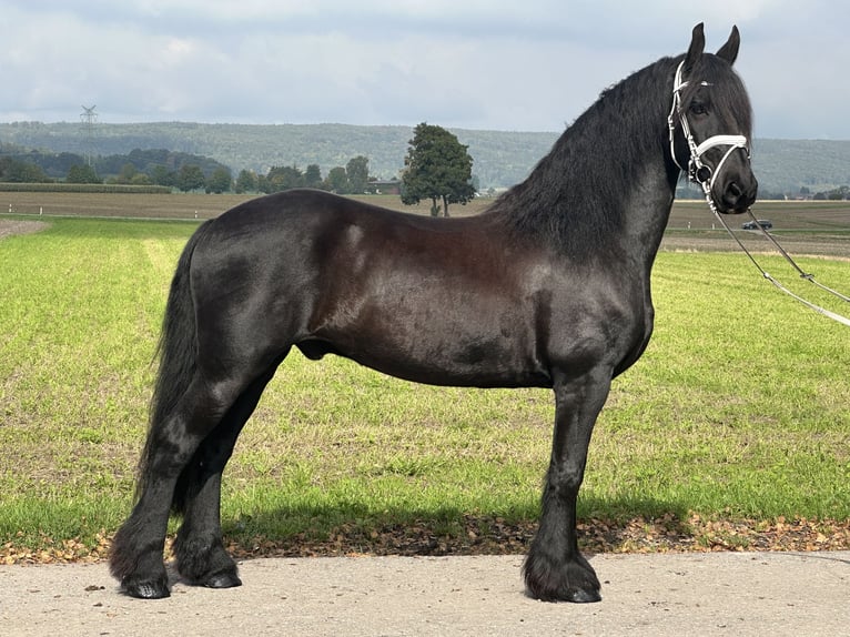 Frison Hongre 12 Ans 160 cm Noir in Riedlingen