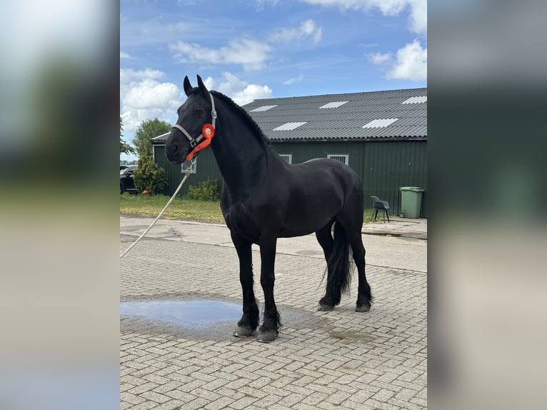 Frison Hongre 12 Ans 161 cm Noir in Zwartewaal