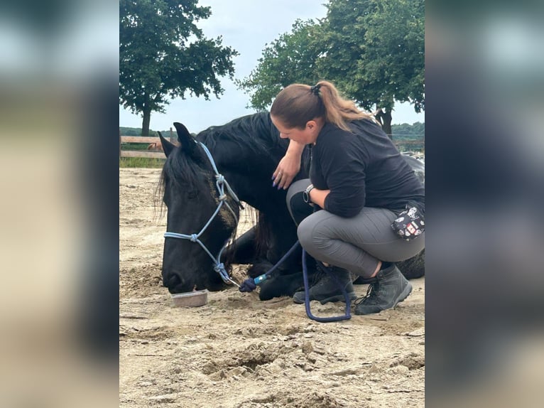 Frison Hongre 12 Ans 164 cm  in Straelen