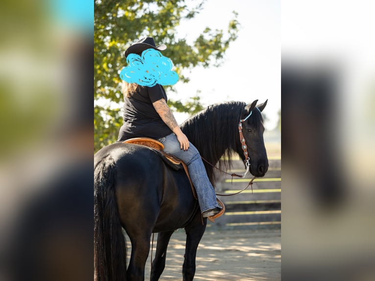 Frison Hongre 12 Ans 164 cm  in Straelen