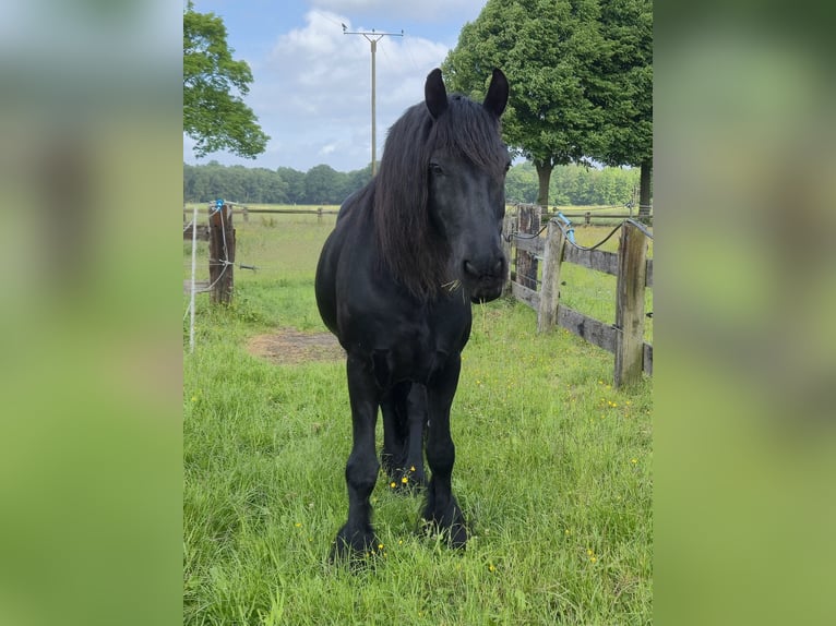 Frison Hongre 12 Ans 164 cm  in Straelen