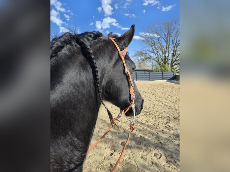 Frison Hongre 12 Ans 164 cm  in Straelen