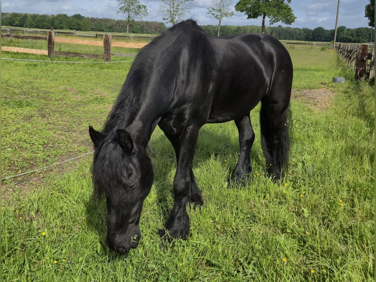 Frison Hongre 12 Ans 164 cm  in Straelen