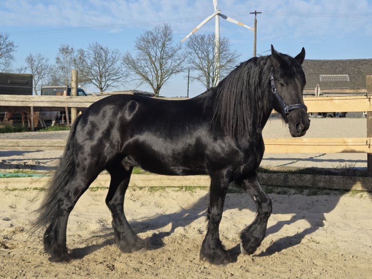 Frison Hongre 12 Ans 164 cm  in Straelen