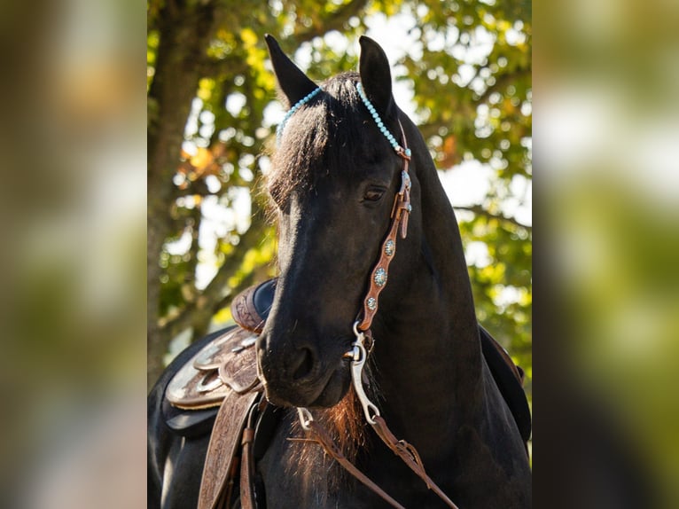 Frison Hongre 12 Ans 164 cm  in Straelen