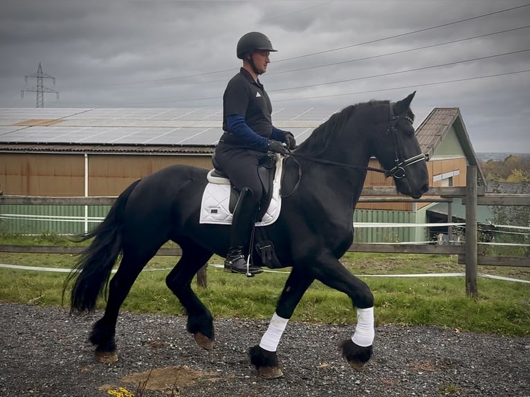 Frison Hongre 12 Ans 165 cm Noir in Neustadt (Wied)
