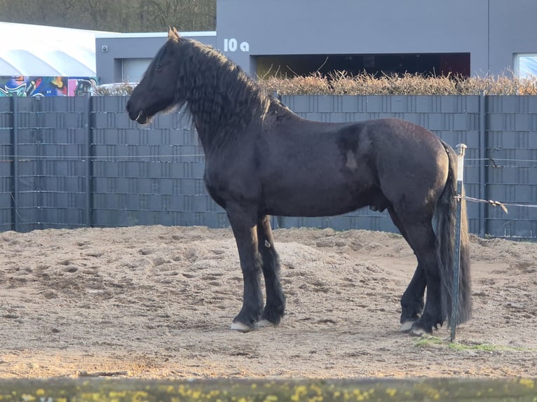 Frison Hongre 12 Ans 167 cm Noir in Dormagen