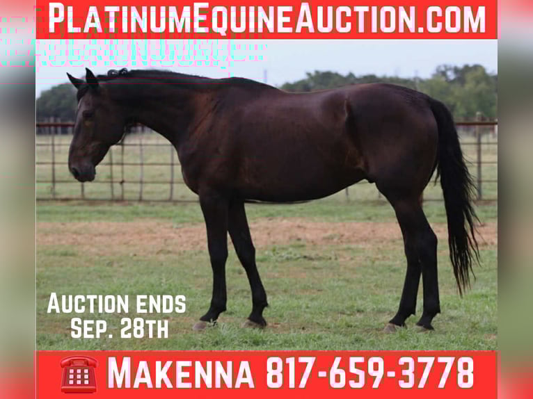 Frison Hongre 12 Ans 173 cm Noir in Lipan TX
