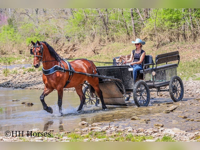 Frison Hongre 12 Ans Bai cerise in Flemingsburg KY