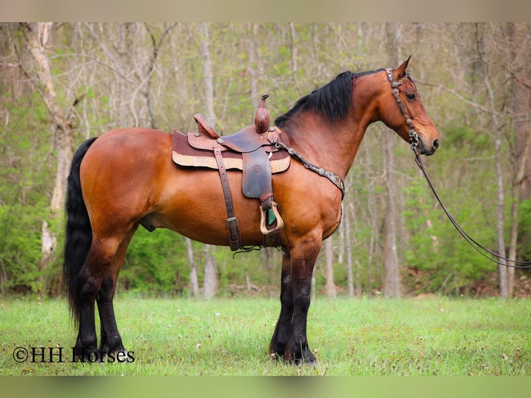 Frison Hongre 12 Ans Bai cerise in Flemingsburg KY