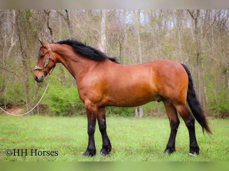 Frison Hongre 12 Ans Bai cerise in Flemingsburg KY