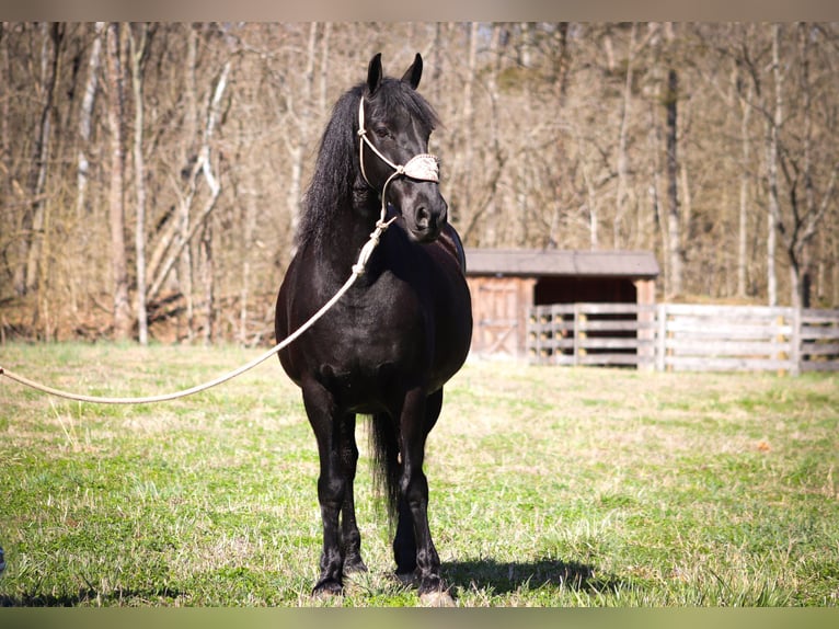 Frison Hongre 12 Ans Noir in Flemingsburg KY