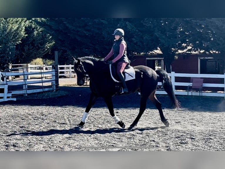 Frison Croisé Hongre 13 Ans 152 cm Bai cerise in Ridgefield, WA