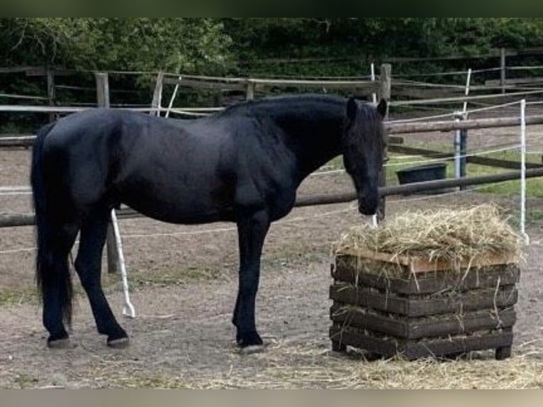 Frison Hongre 13 Ans 160 cm Noir in Falkensee