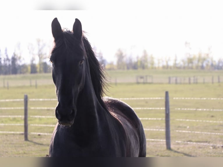 Frison Hongre 13 Ans 163 cm Noir in Mirror