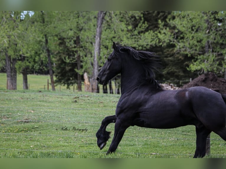 Frison Hongre 13 Ans 163 cm Noir in Mirror