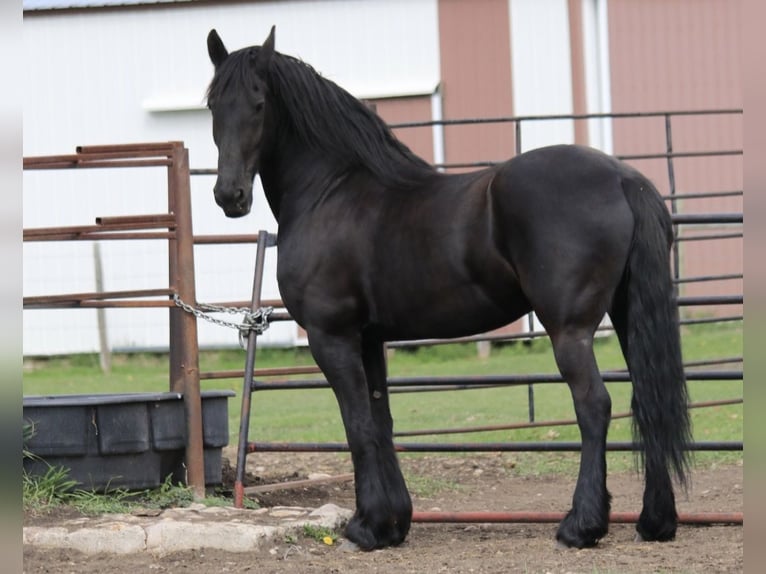 Frison Hongre 13 Ans 163 cm Noir in Mirror