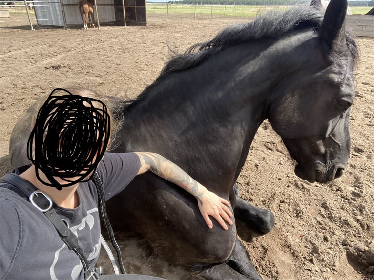 Frison Hongre 13 Ans 167 cm Noir in Trebbin