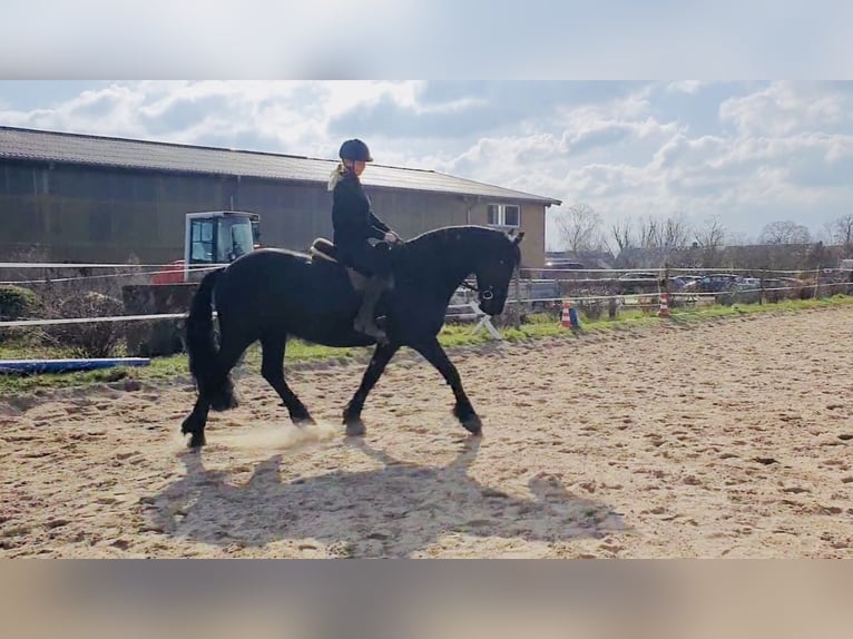 Frison Hongre 13 Ans 167 cm Noir in Trebbin