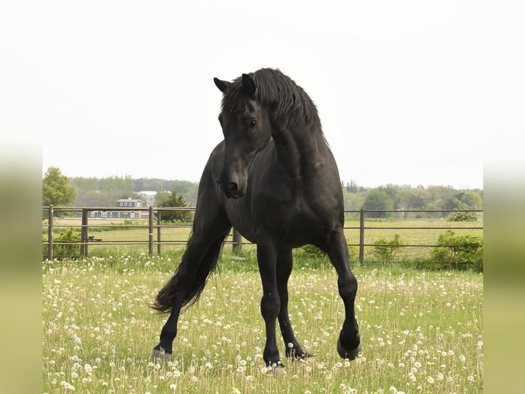 Frison Hongre 14 Ans 160 cm Noir in Oelwein IA