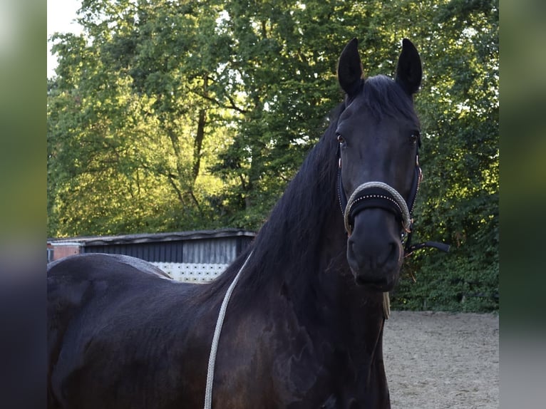 Frison Hongre 14 Ans 162 cm Bai brun foncé in Bönen