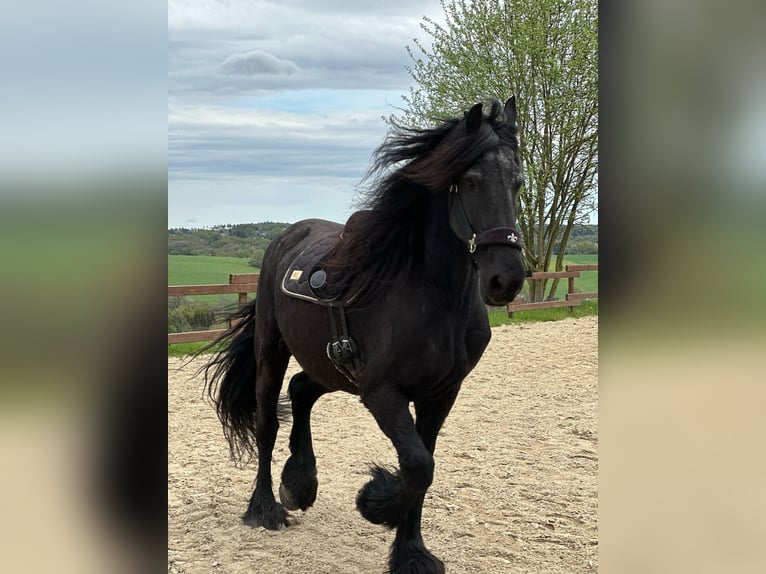 Frison Hongre 14 Ans 164 cm Noir in Köln